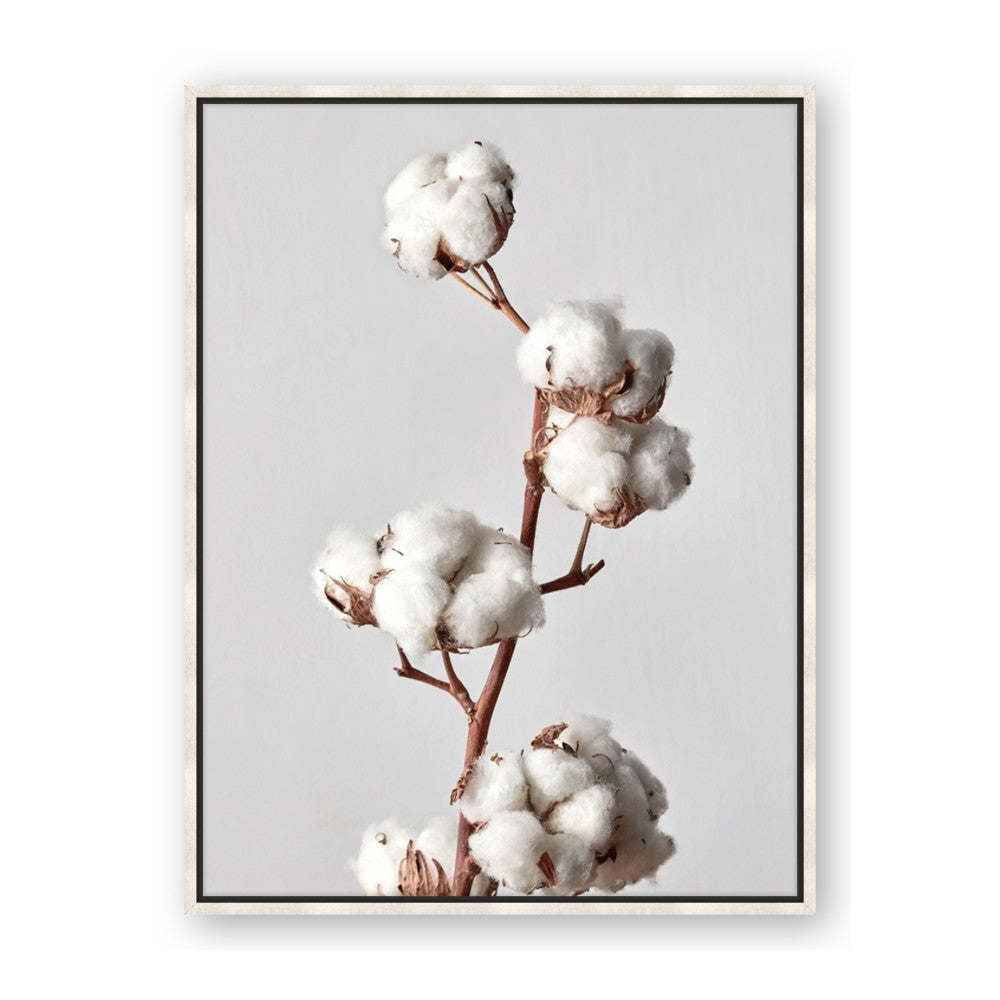 Cotton 