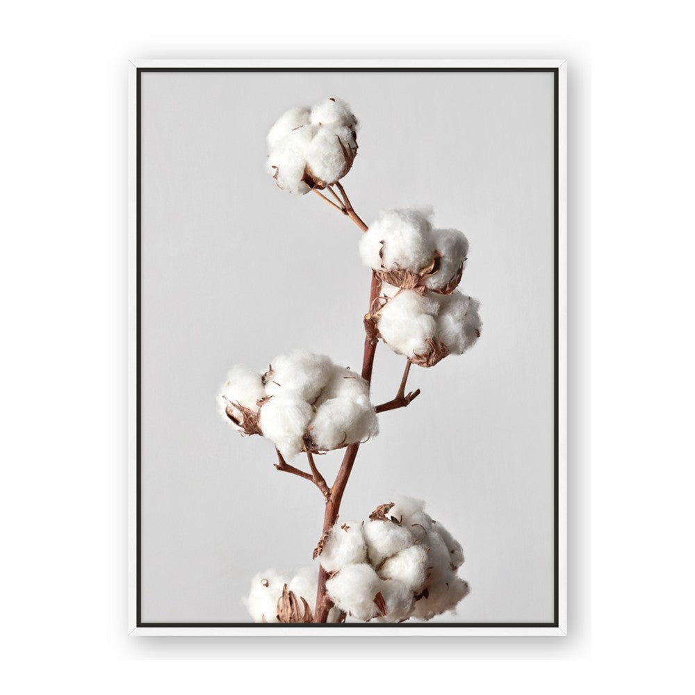 Cotton 