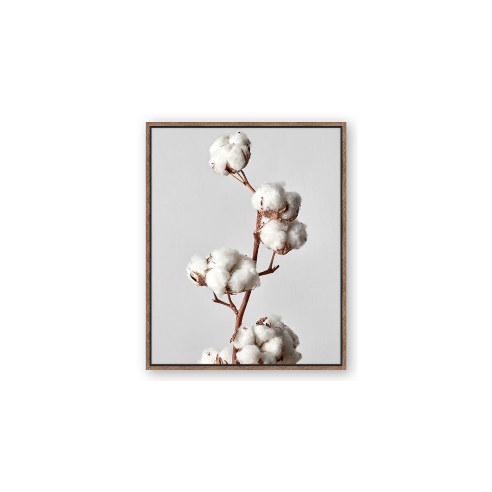 Cotton 