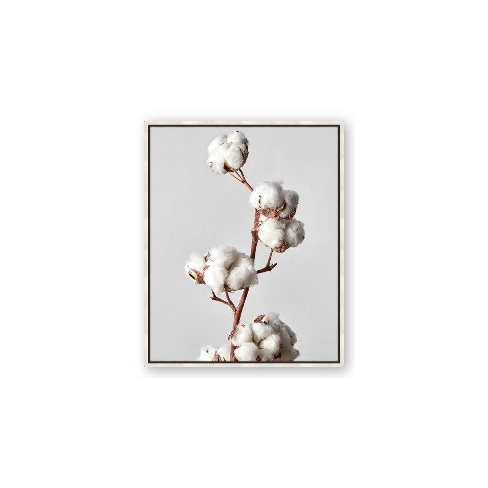 Cotton 