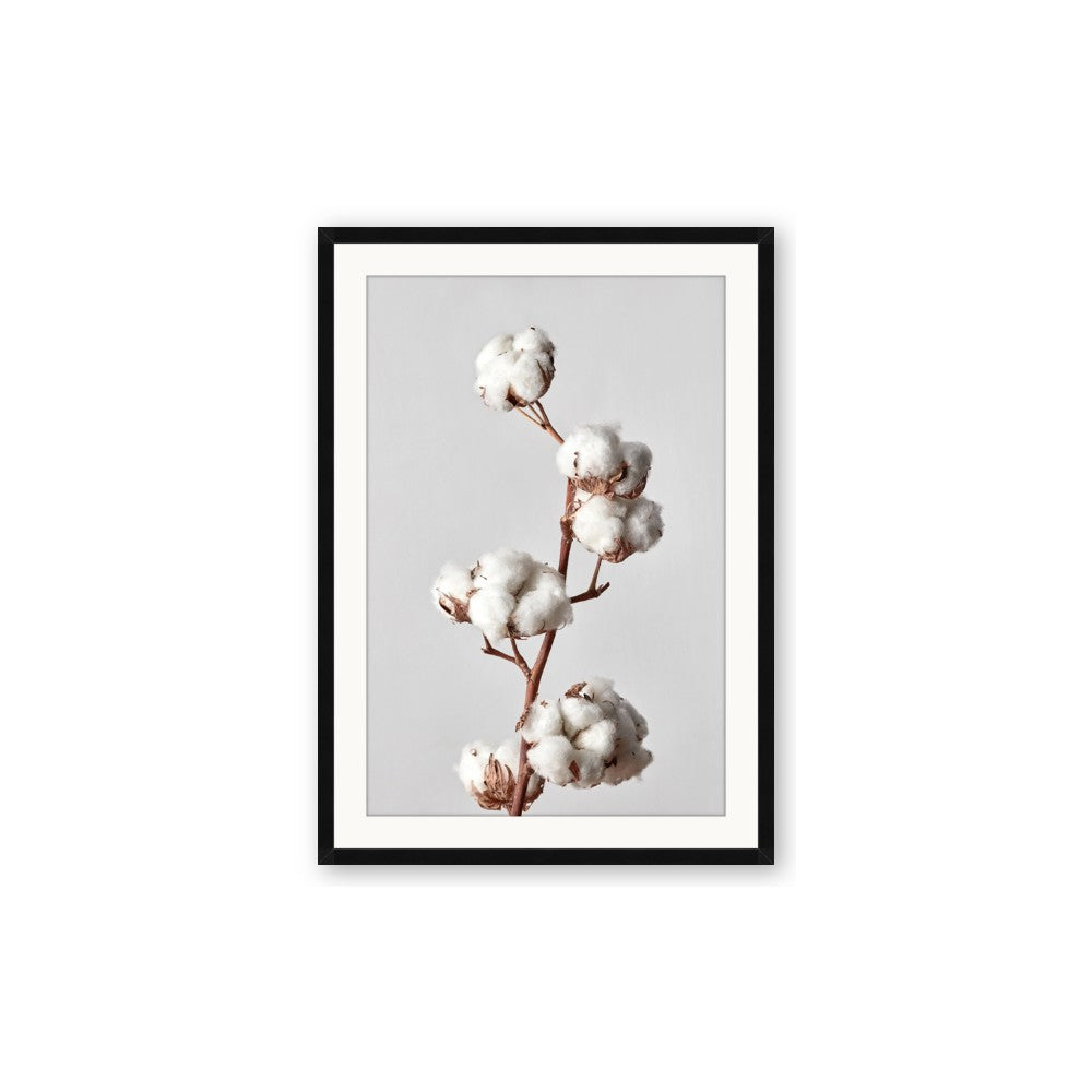 Cotton 