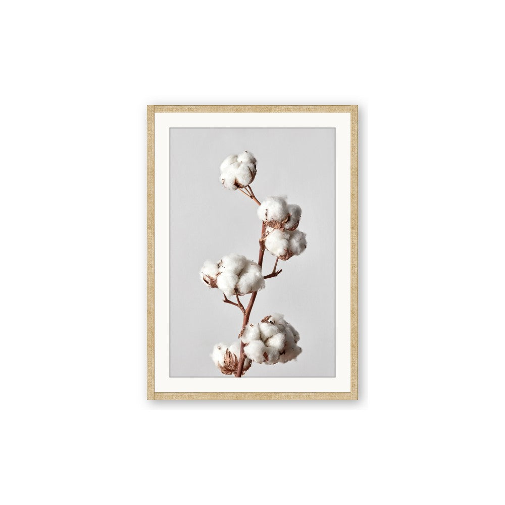 Cotton 