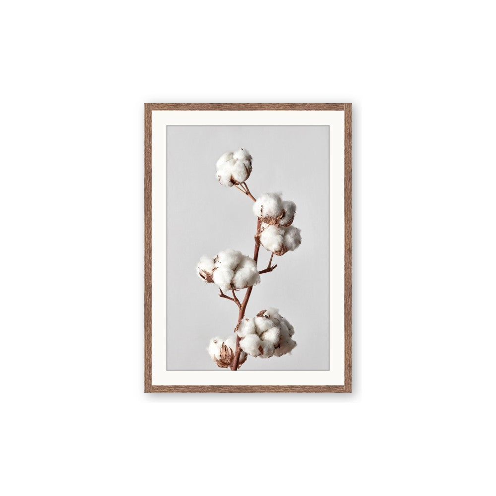 Cotton 