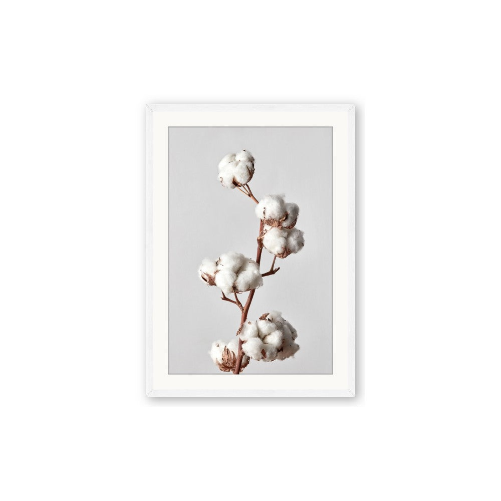 Cotton 