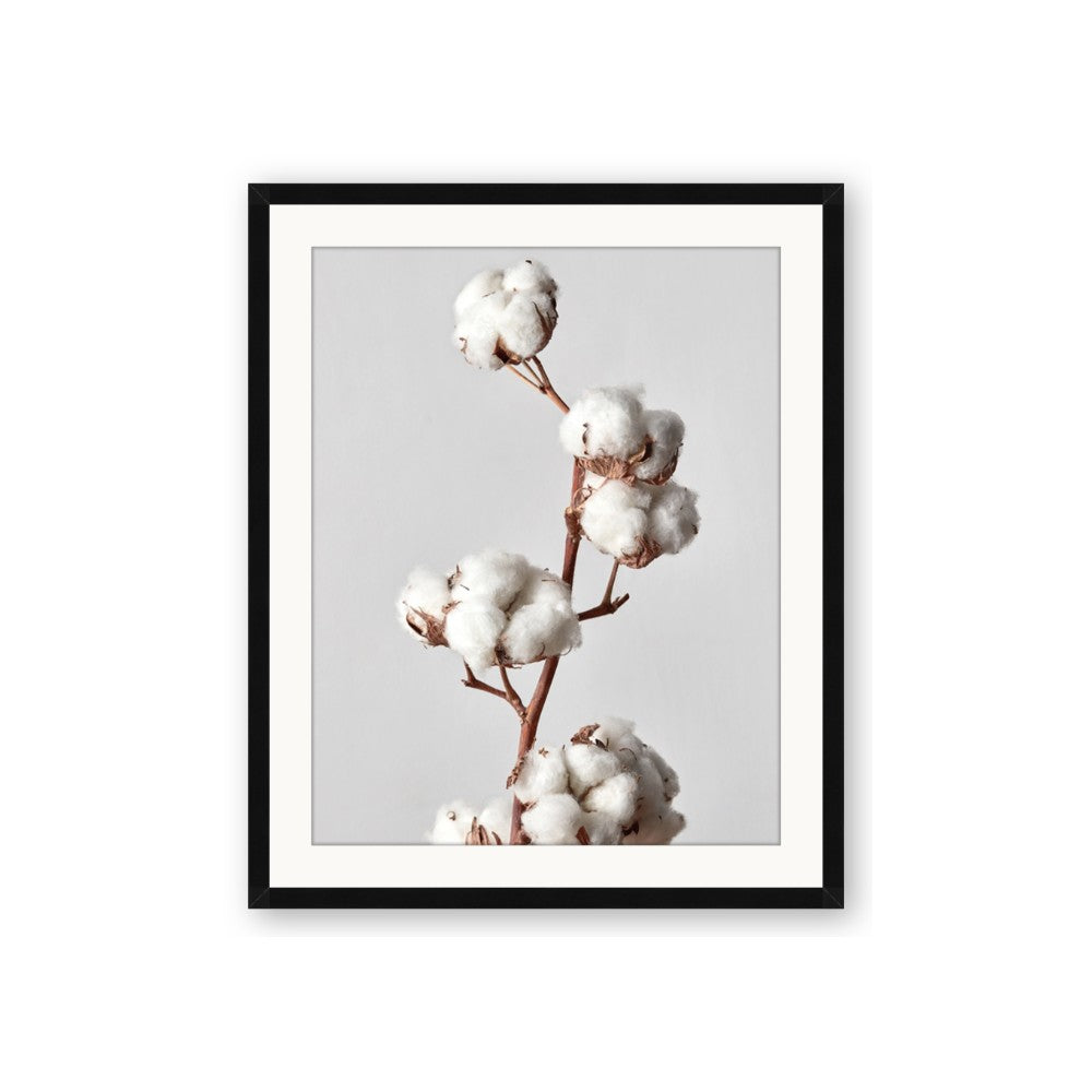 Cotton 