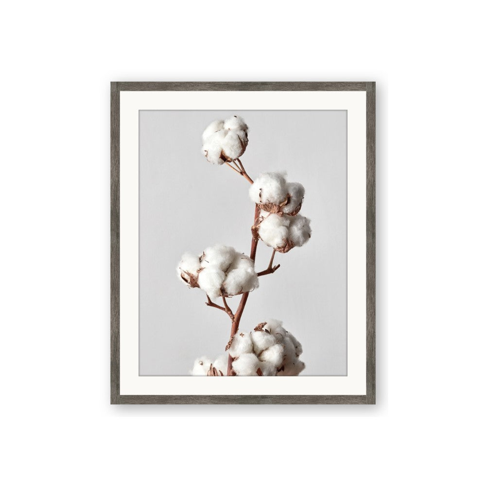 Cotton 