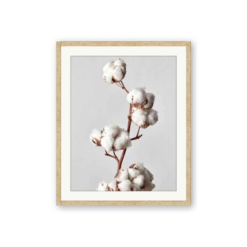 Cotton 