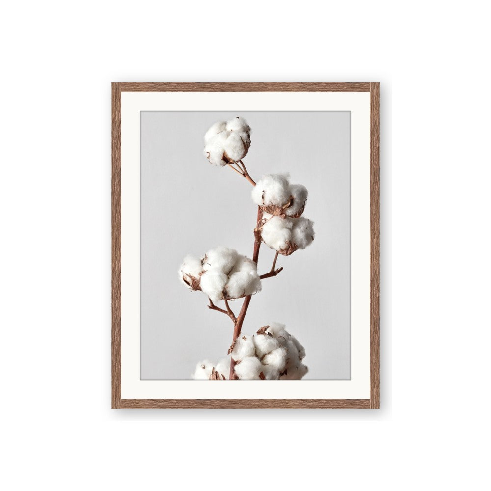 Cotton 