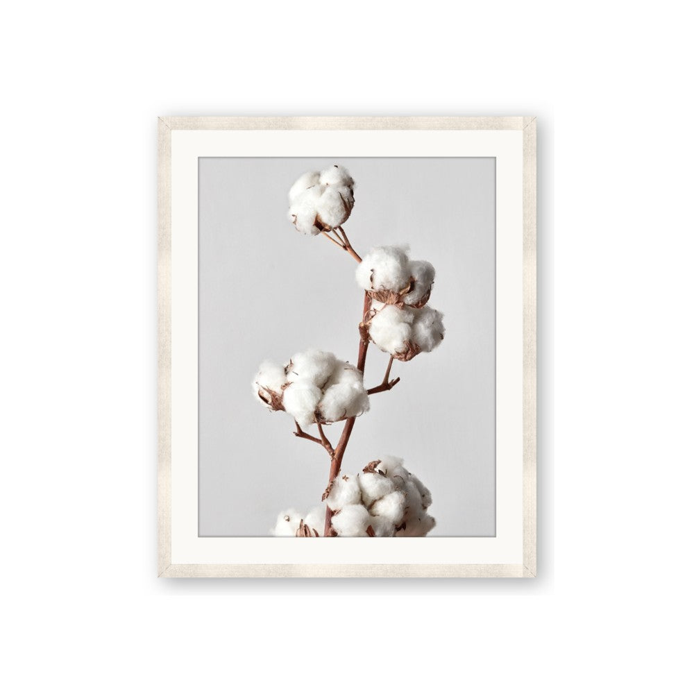 Cotton 