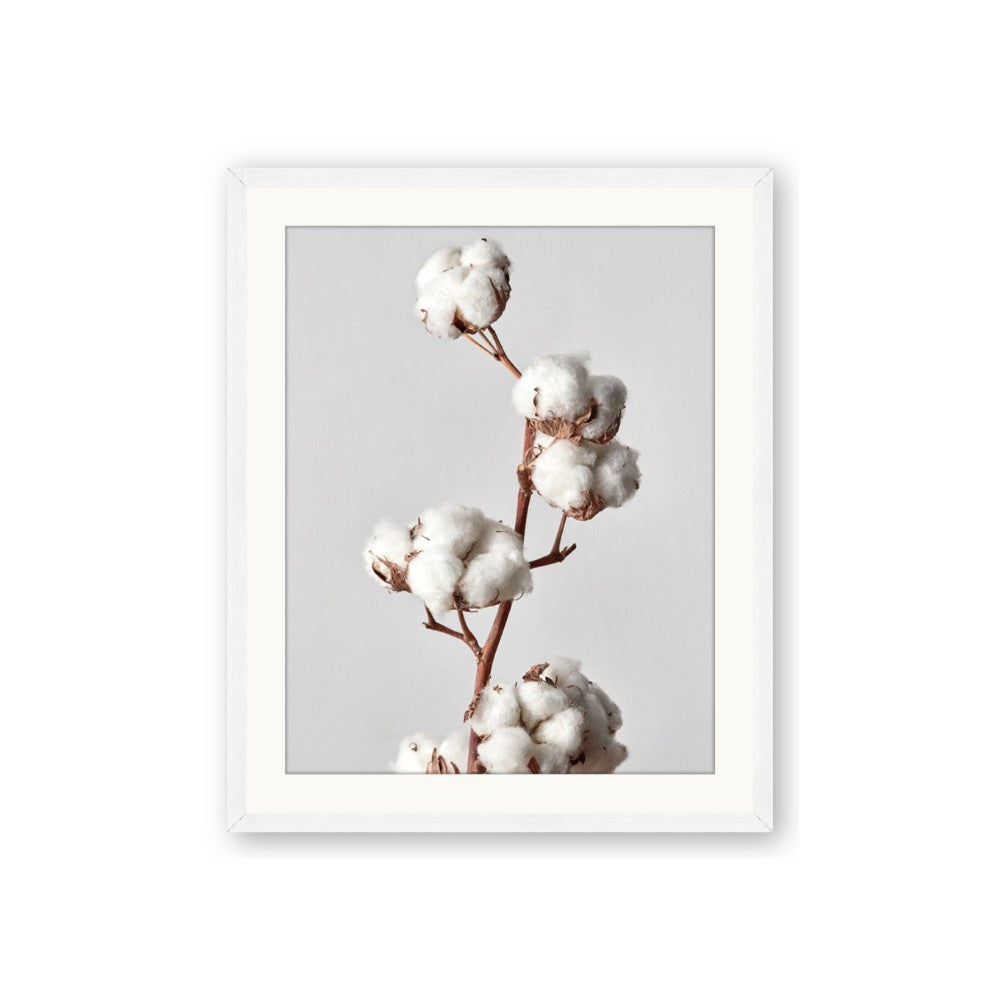 Cotton 