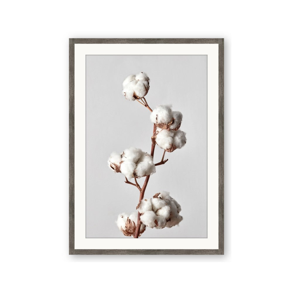 Cotton 
