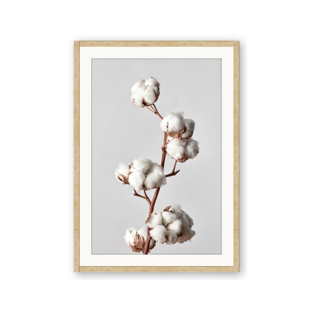 Cotton 