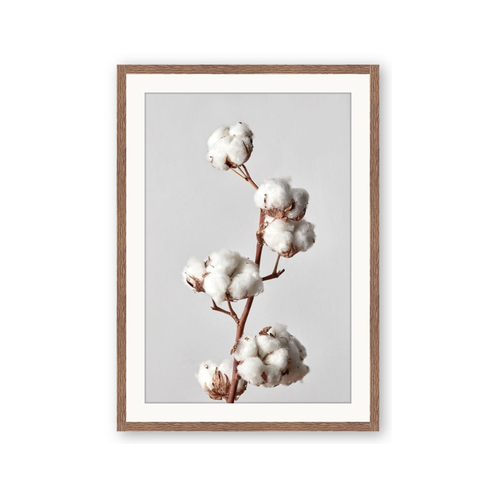 Cotton 