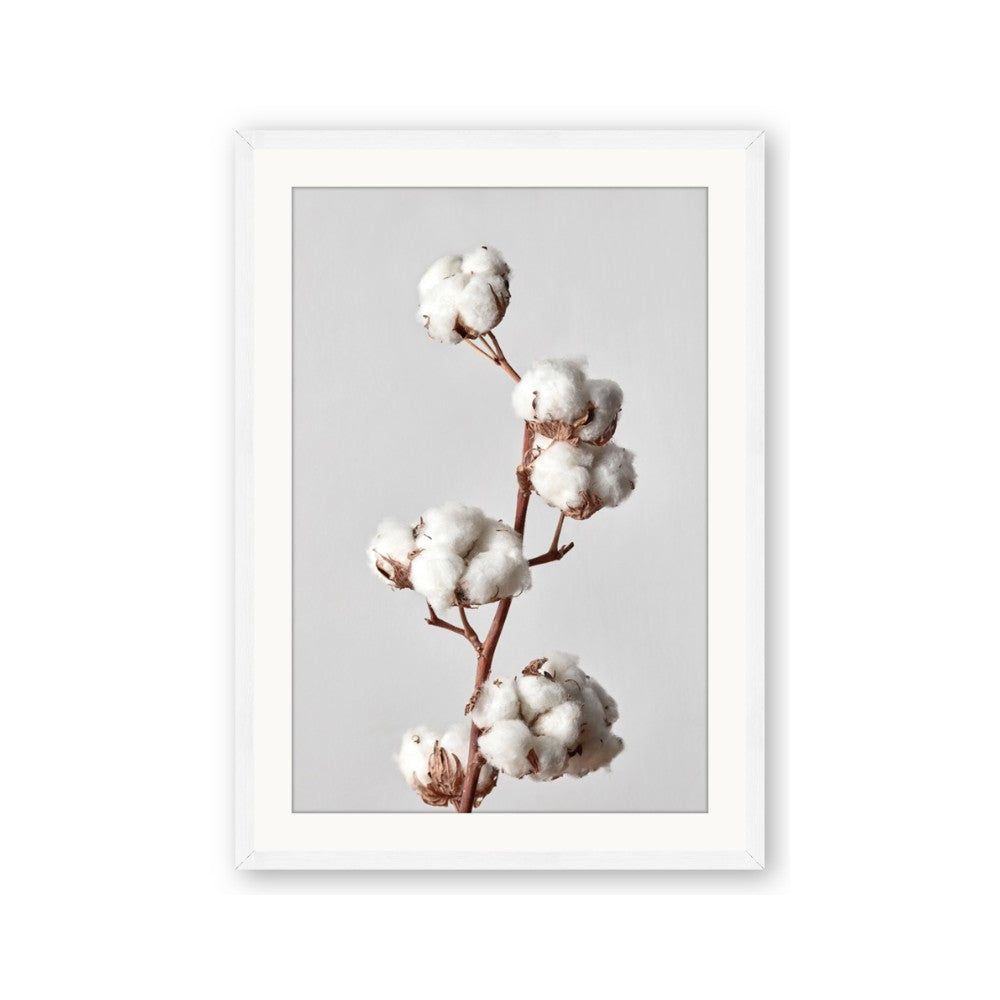 Cotton 