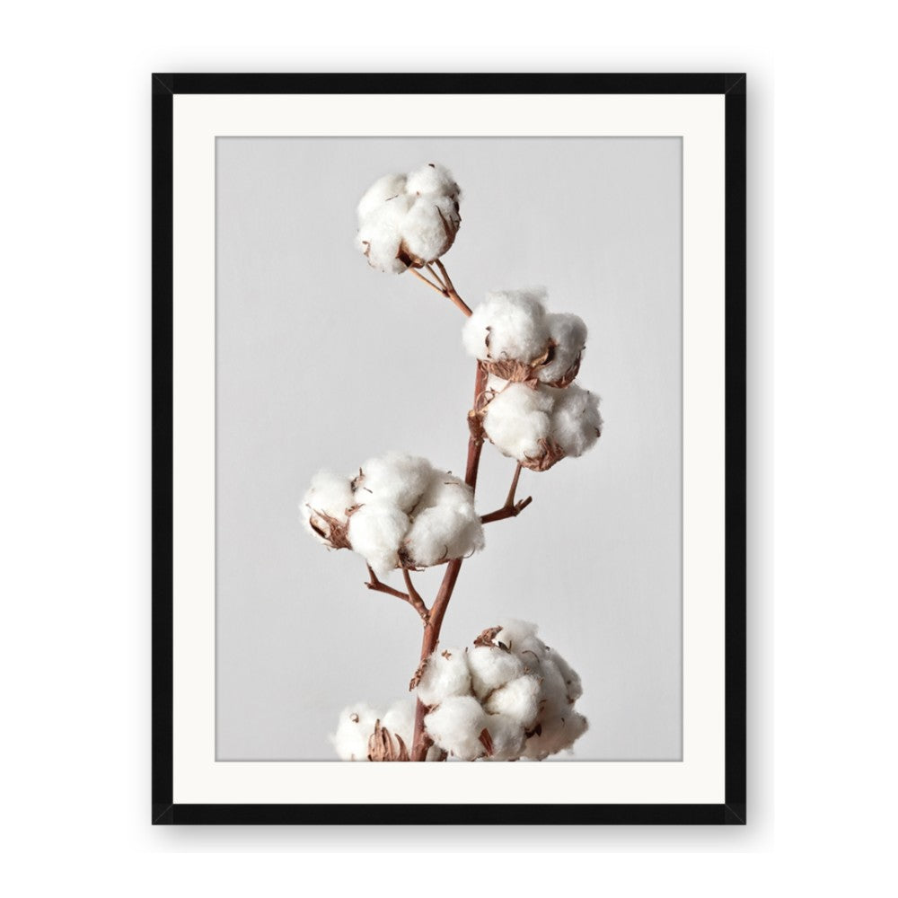 Cotton 