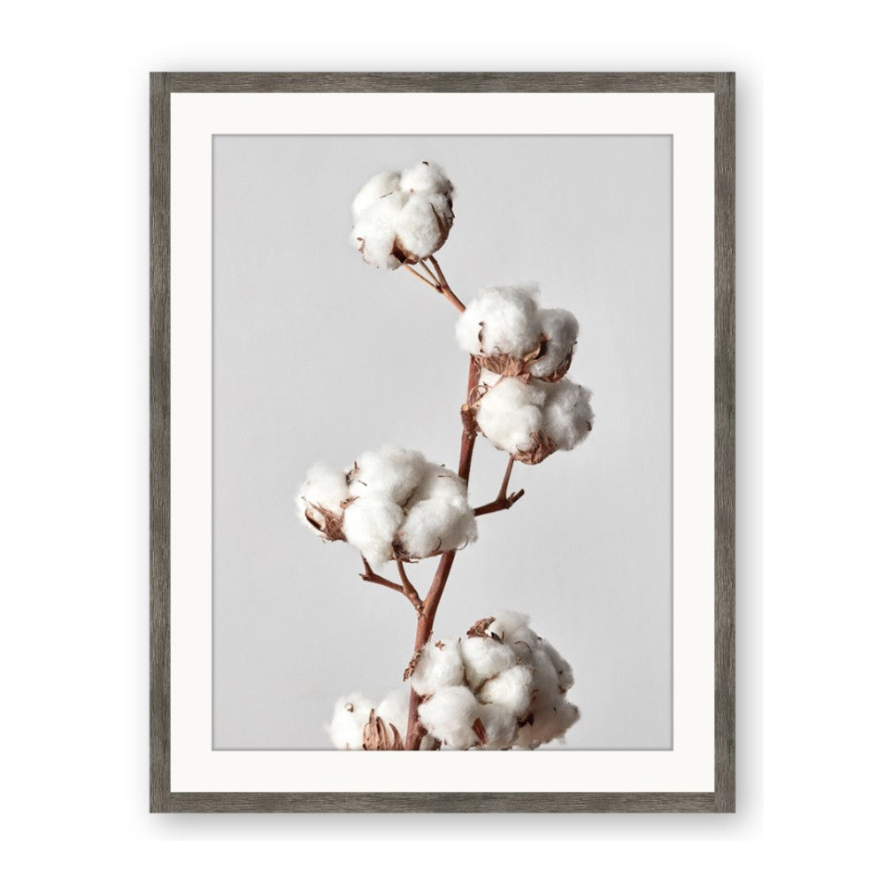 Cotton 