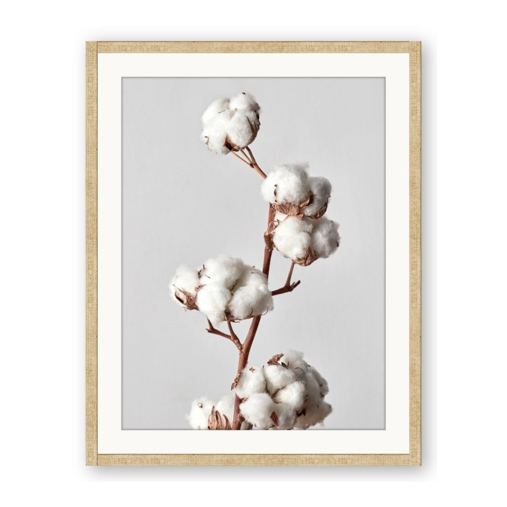 Cotton 