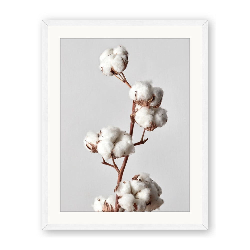 Cotton 