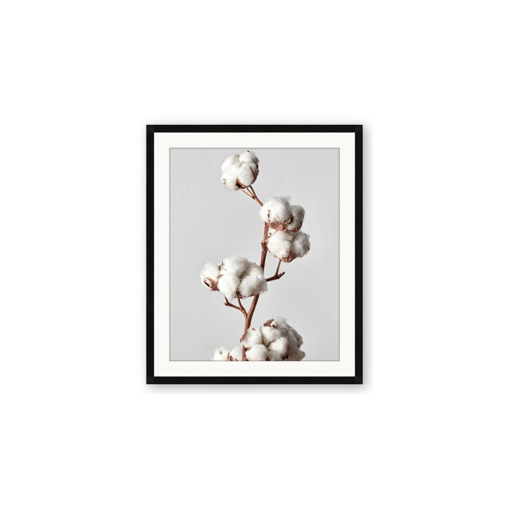Cotton 
