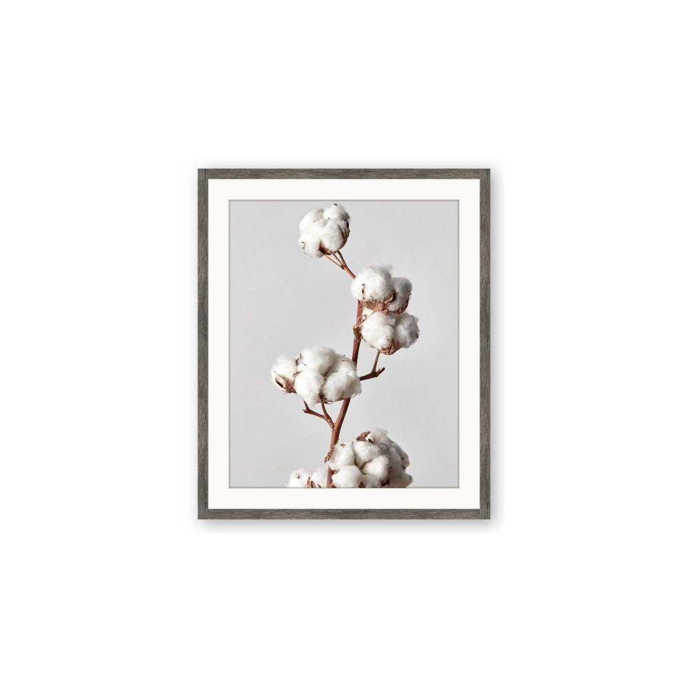 Cotton 