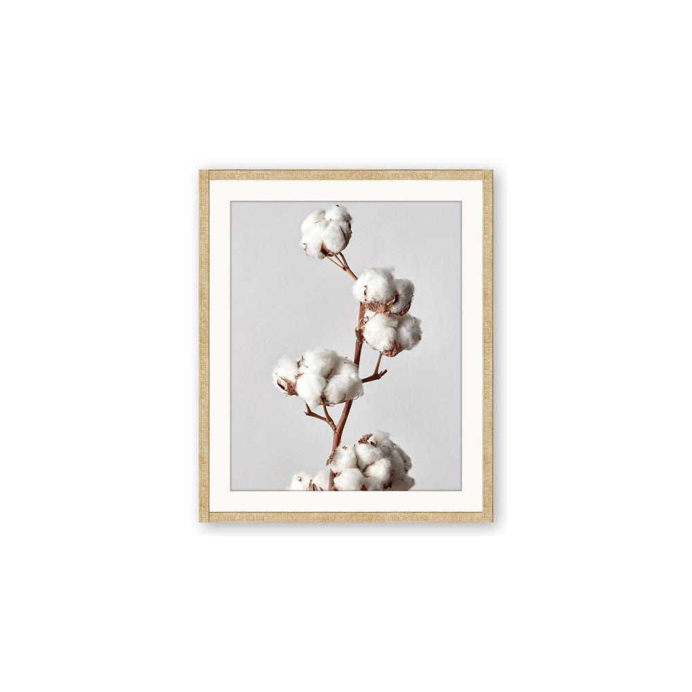 Cotton 