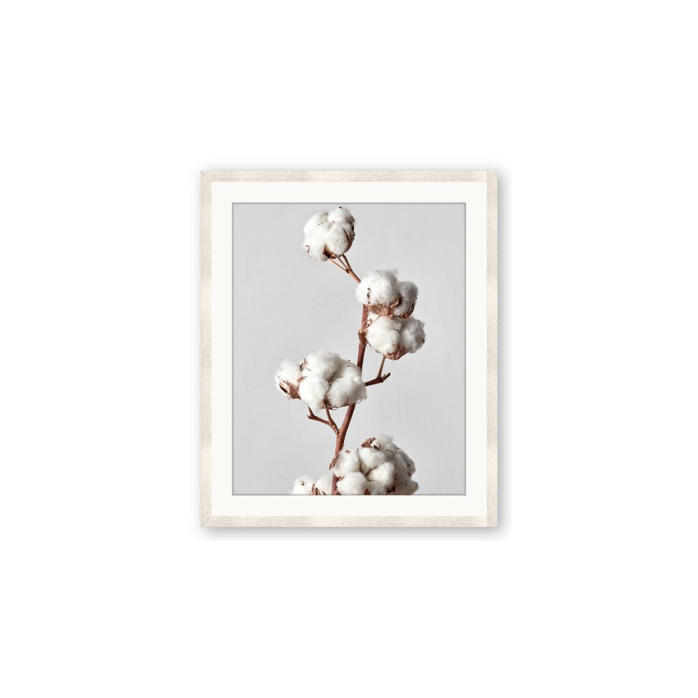 Cotton 