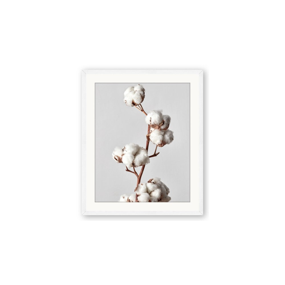 Cotton 