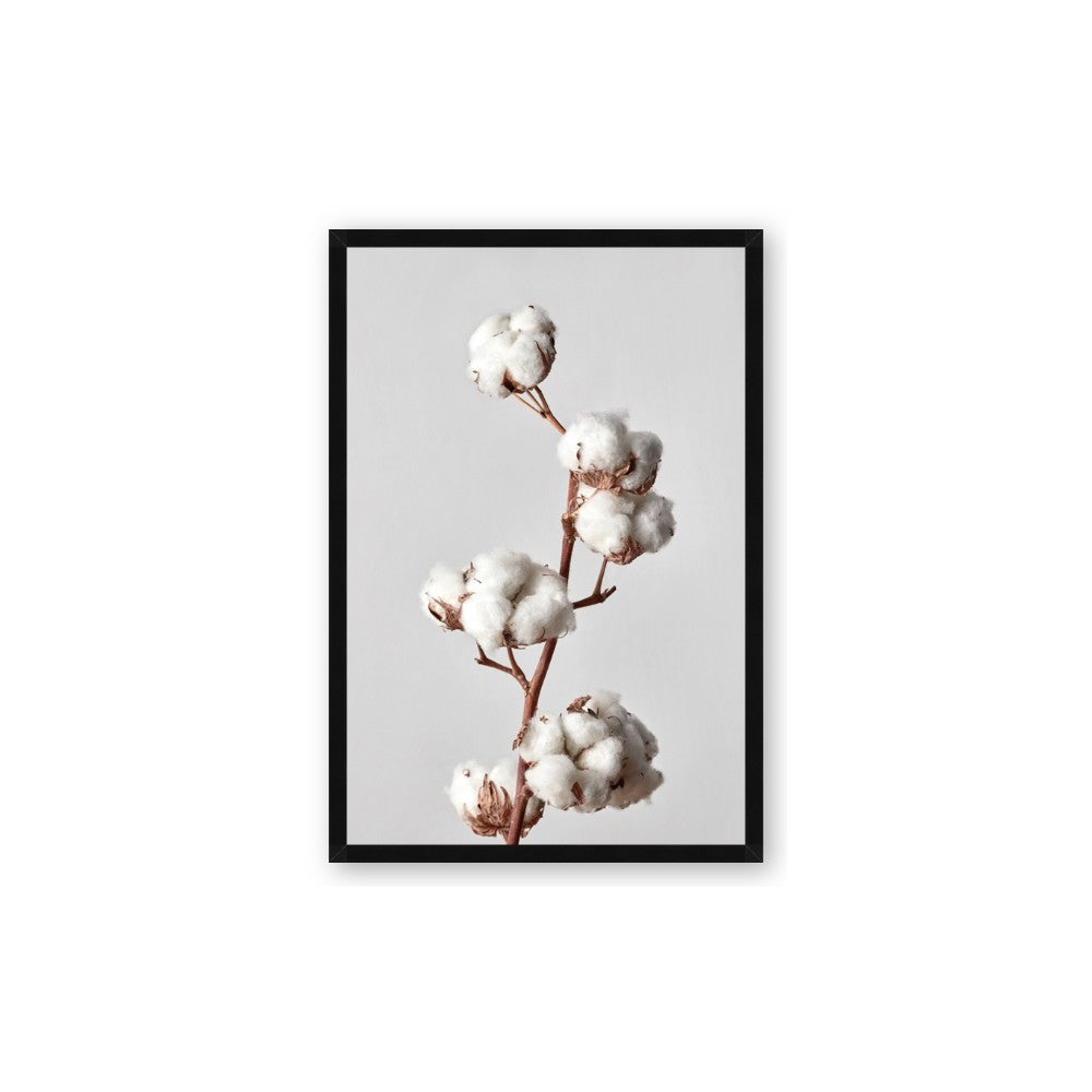 Cotton 