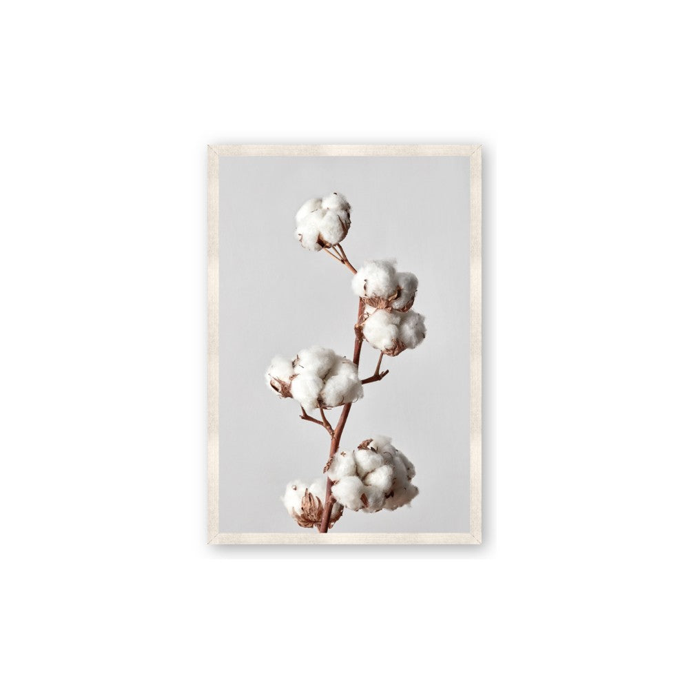 Cotton 