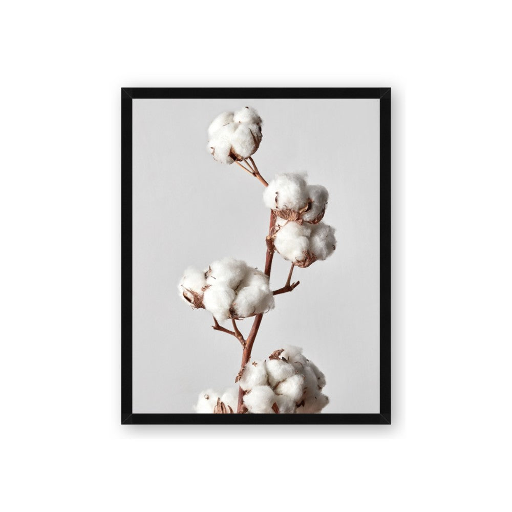 Cotton 