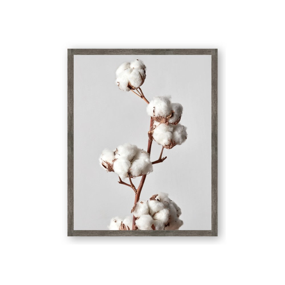 Cotton 