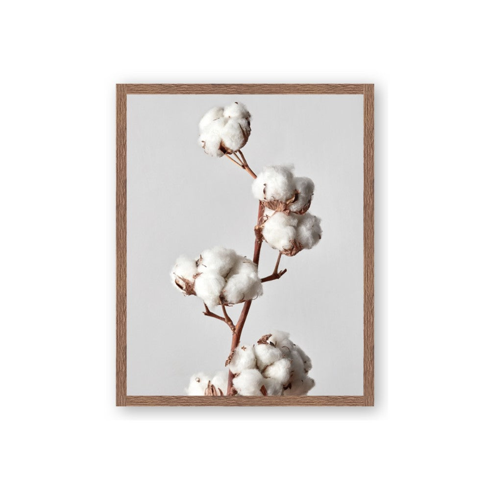 Cotton 