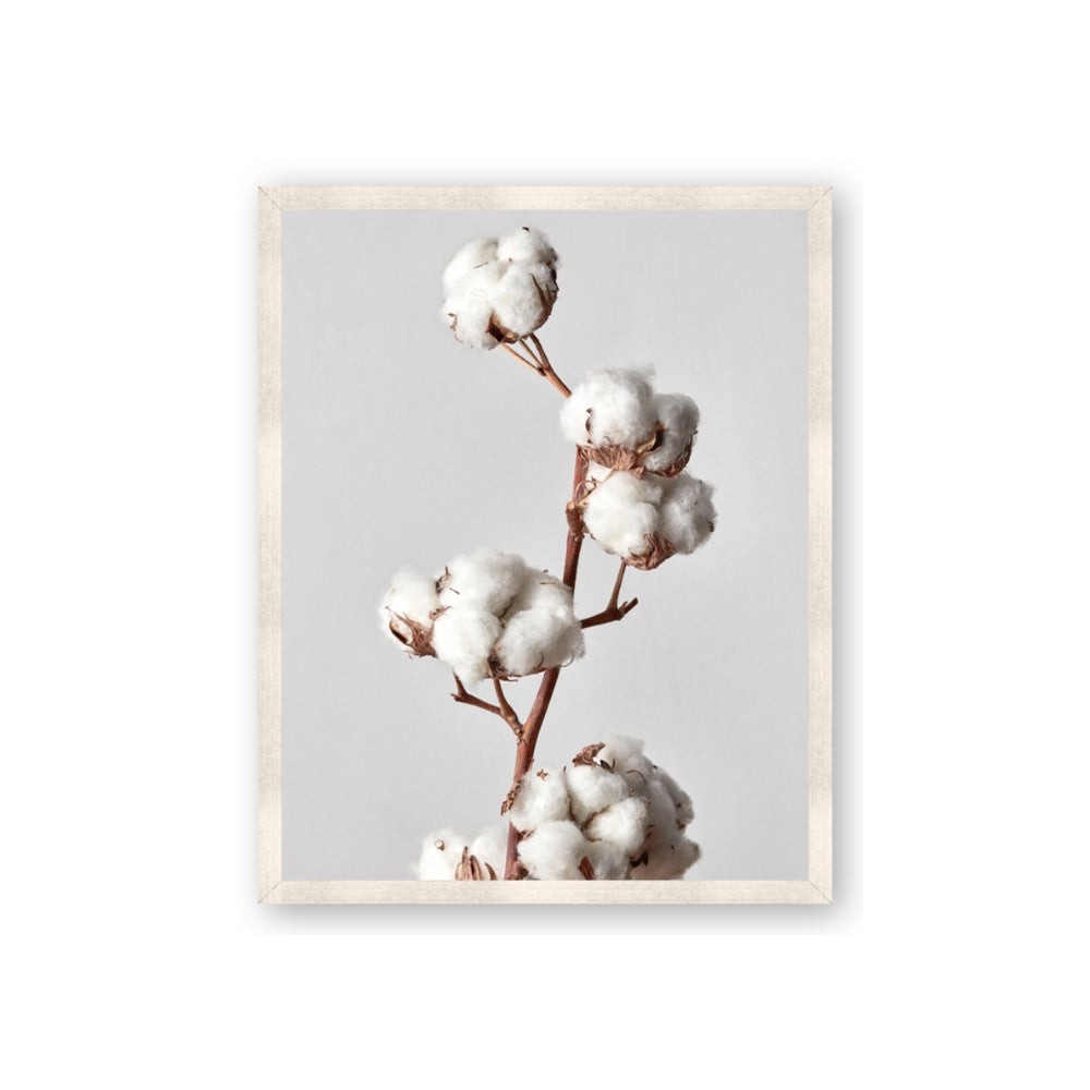 Cotton 