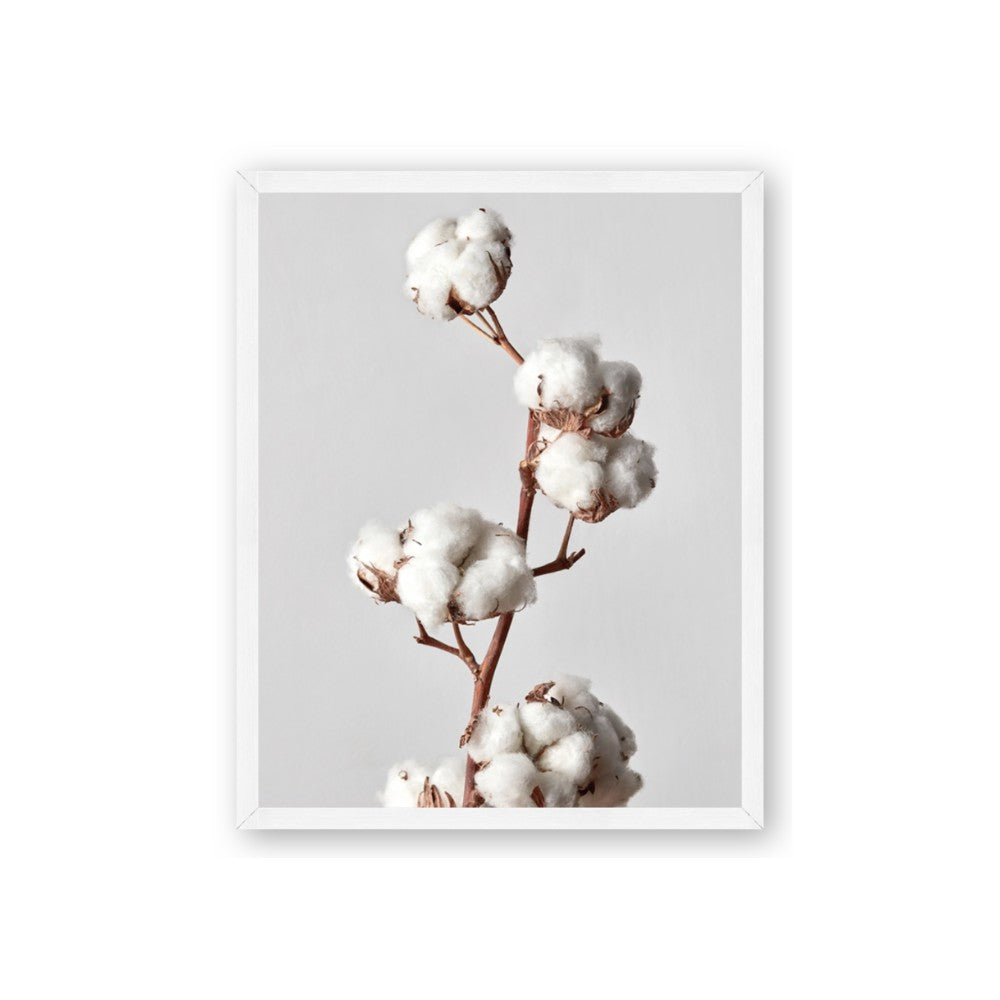 Cotton 