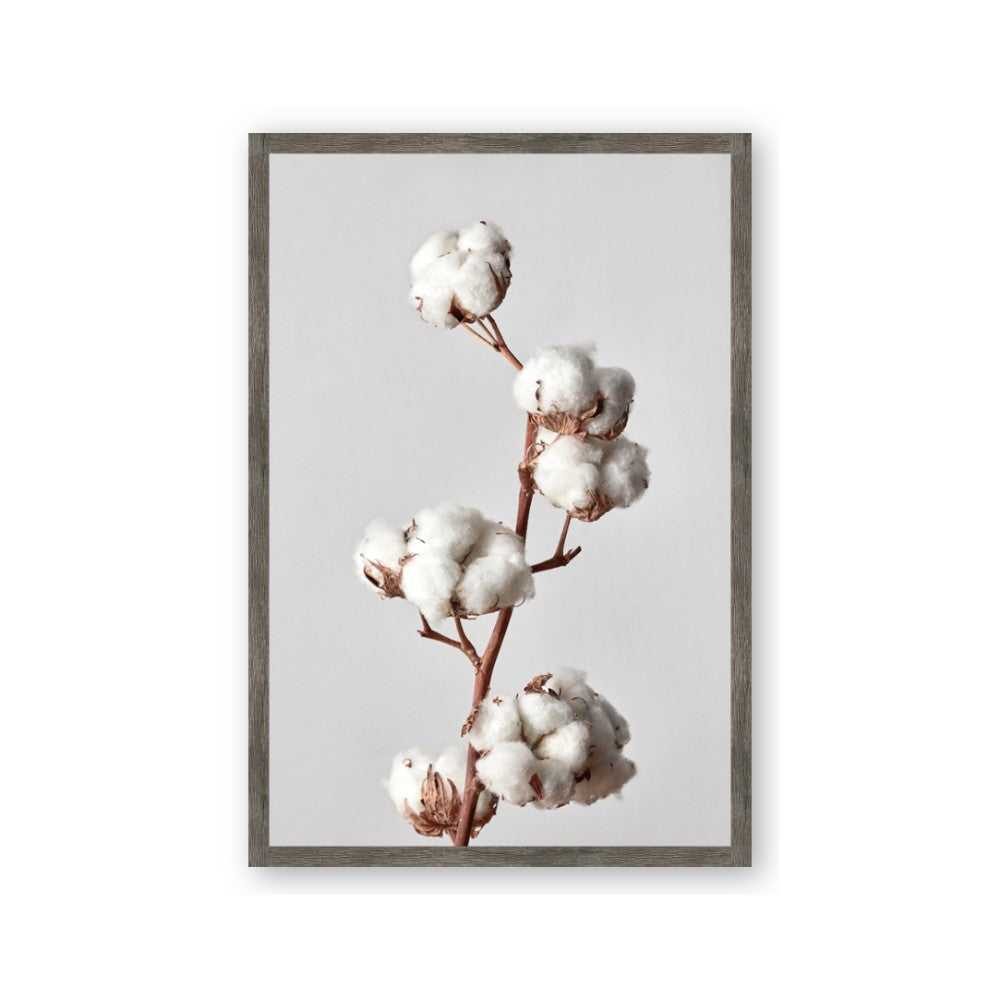 Cotton 
