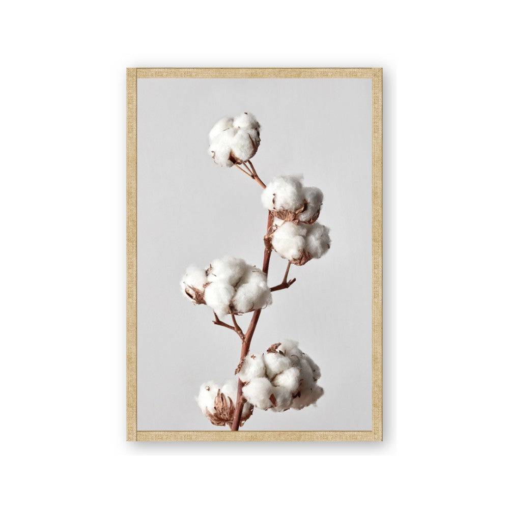 Cotton 