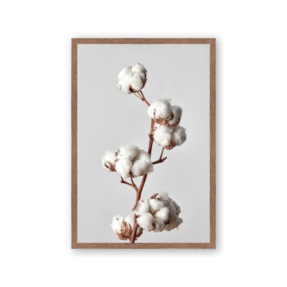 Cotton 