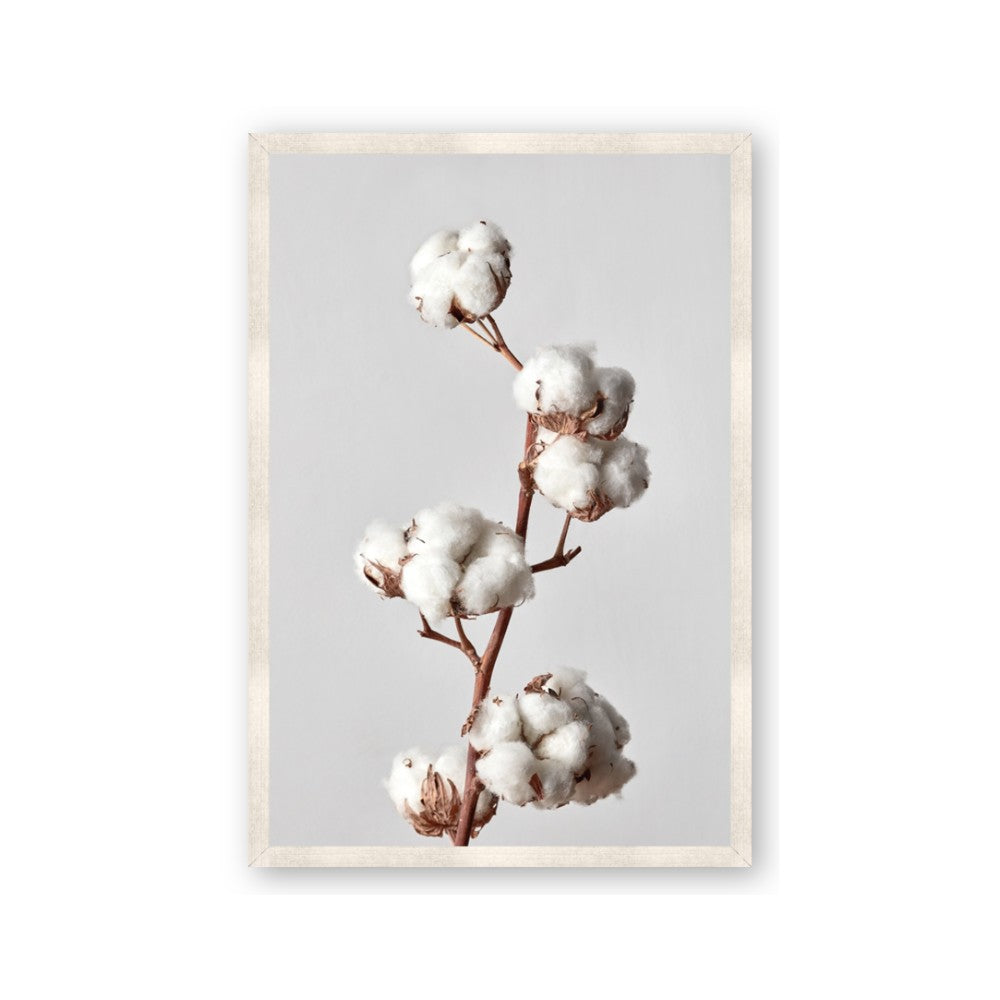 Cotton 