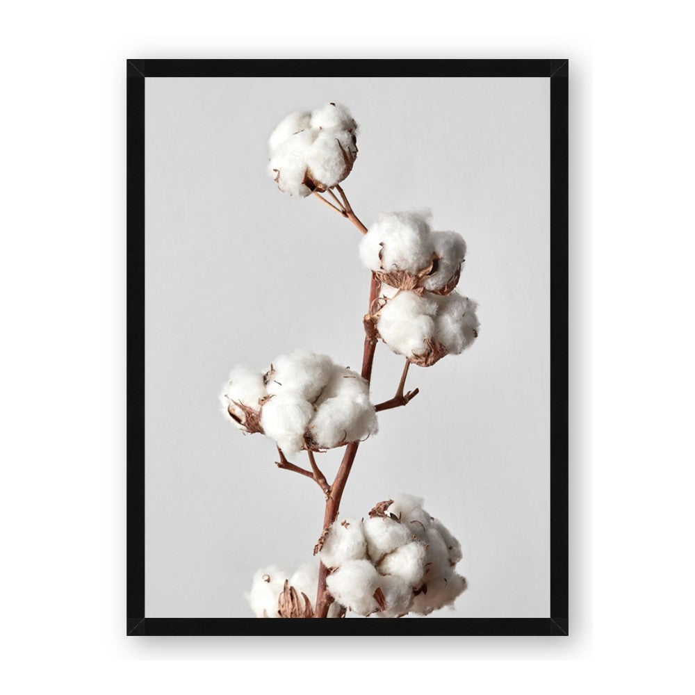 Cotton 