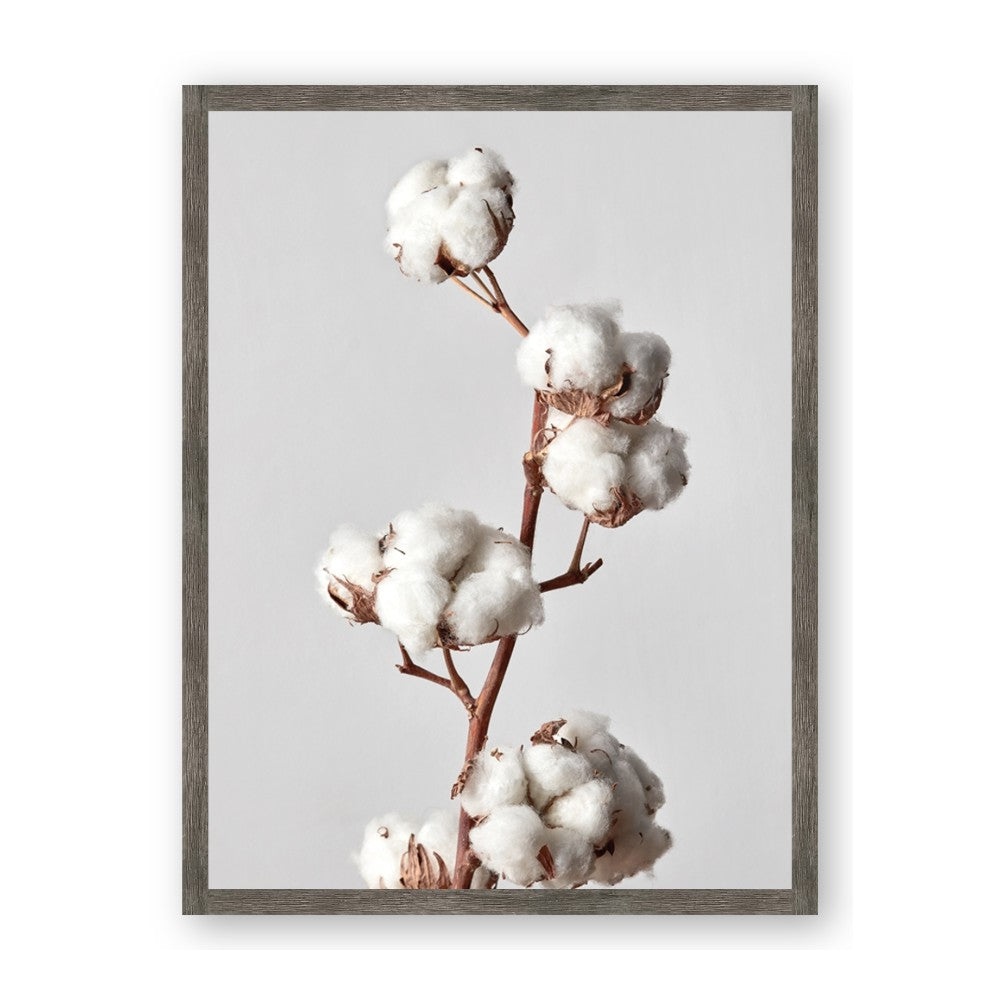 Cotton 
