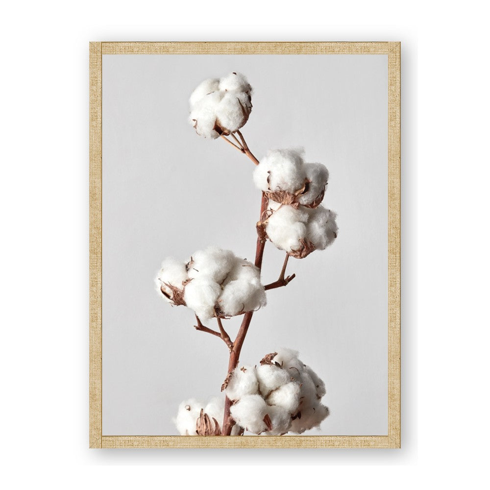 Cotton 