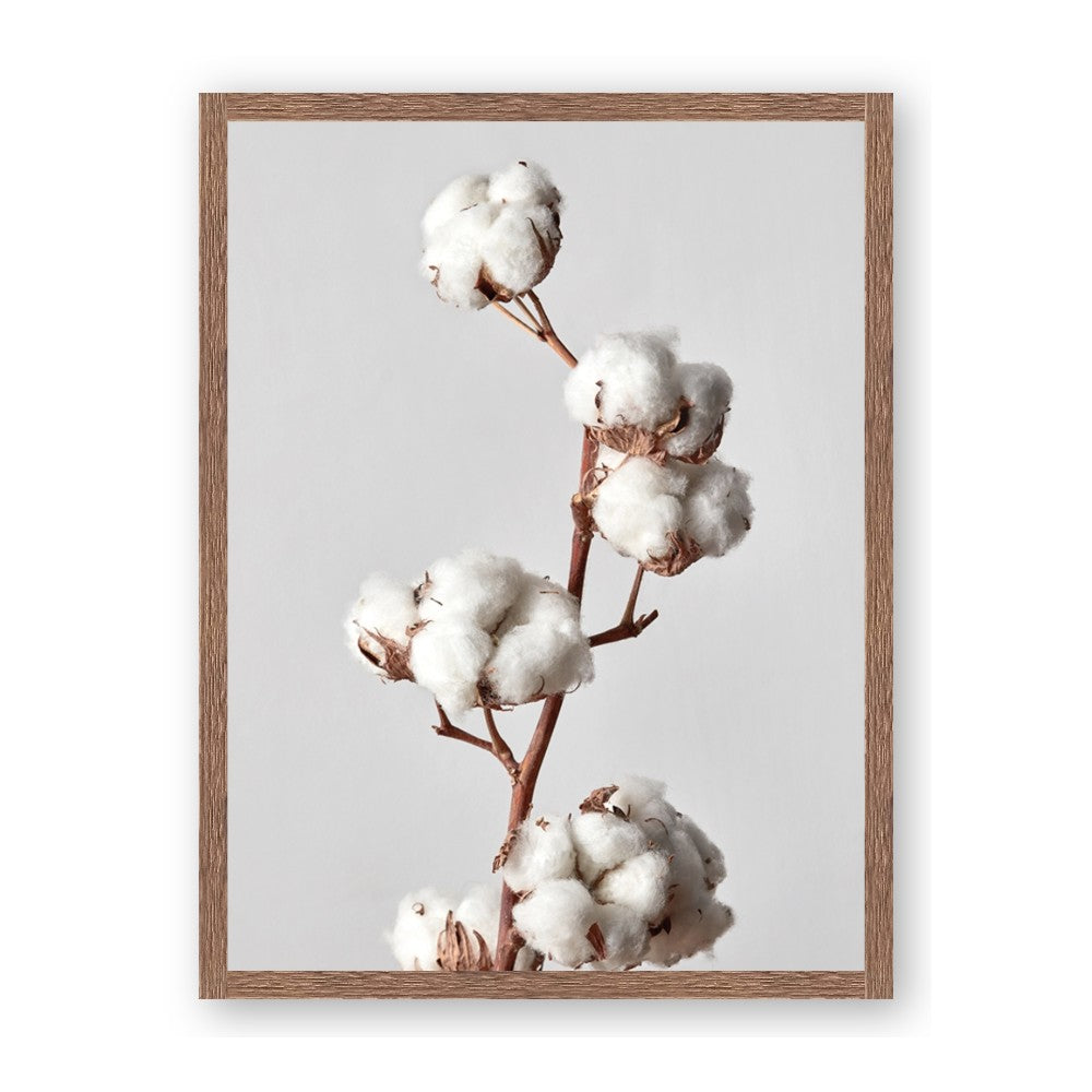 Cotton 