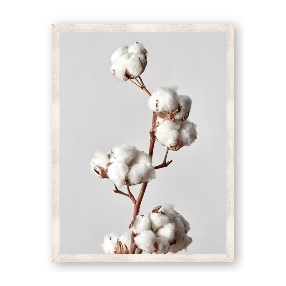 Cotton 