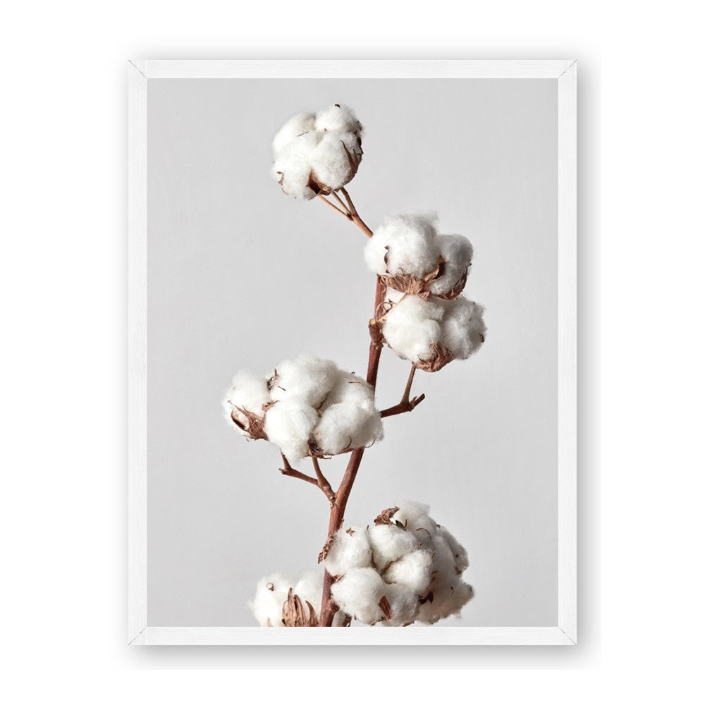 Cotton 