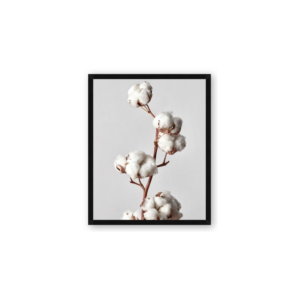 Cotton 