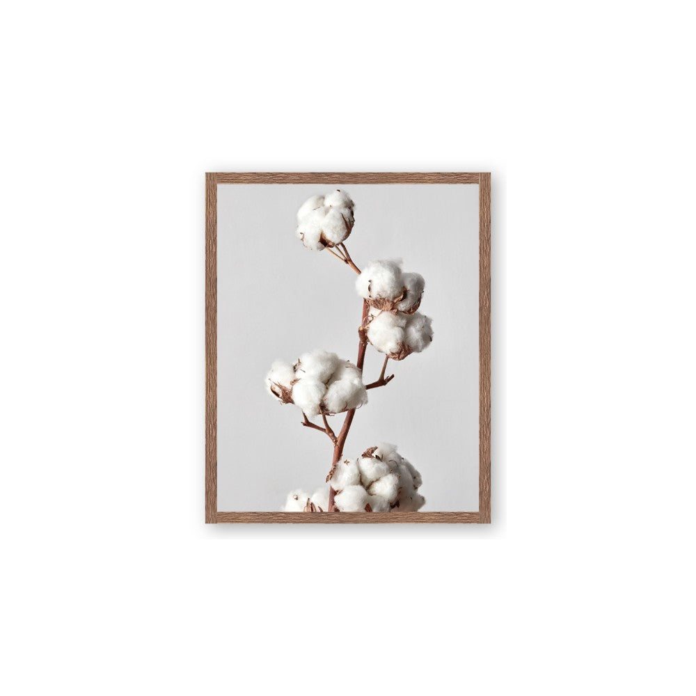 Cotton 