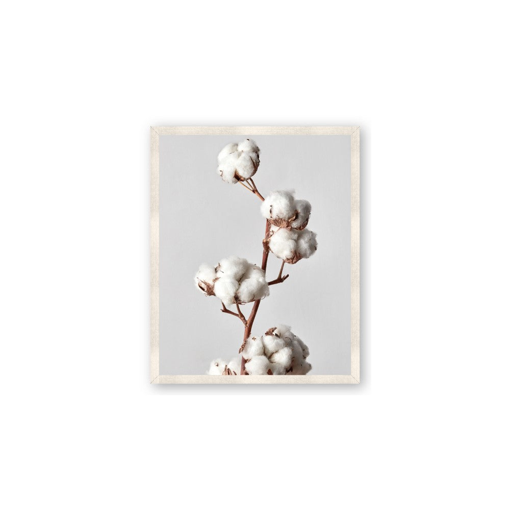 Cotton 