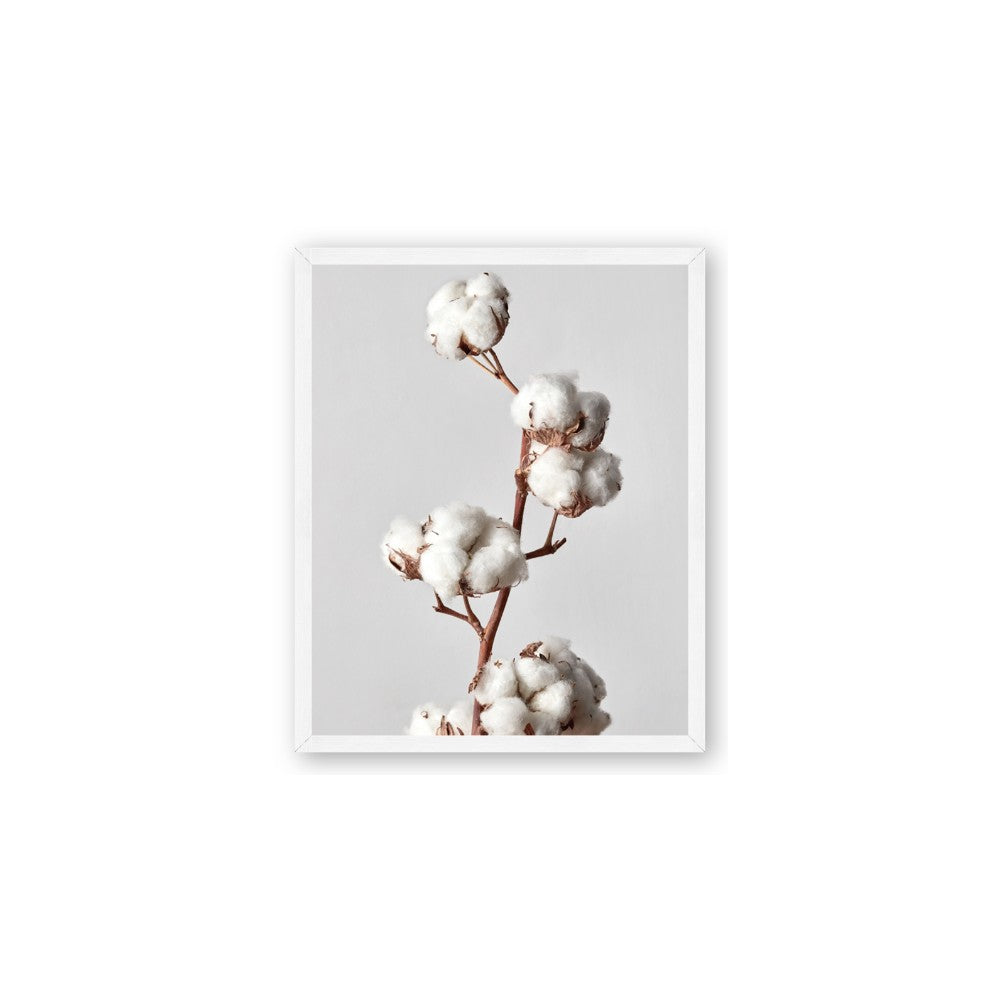 Cotton 
