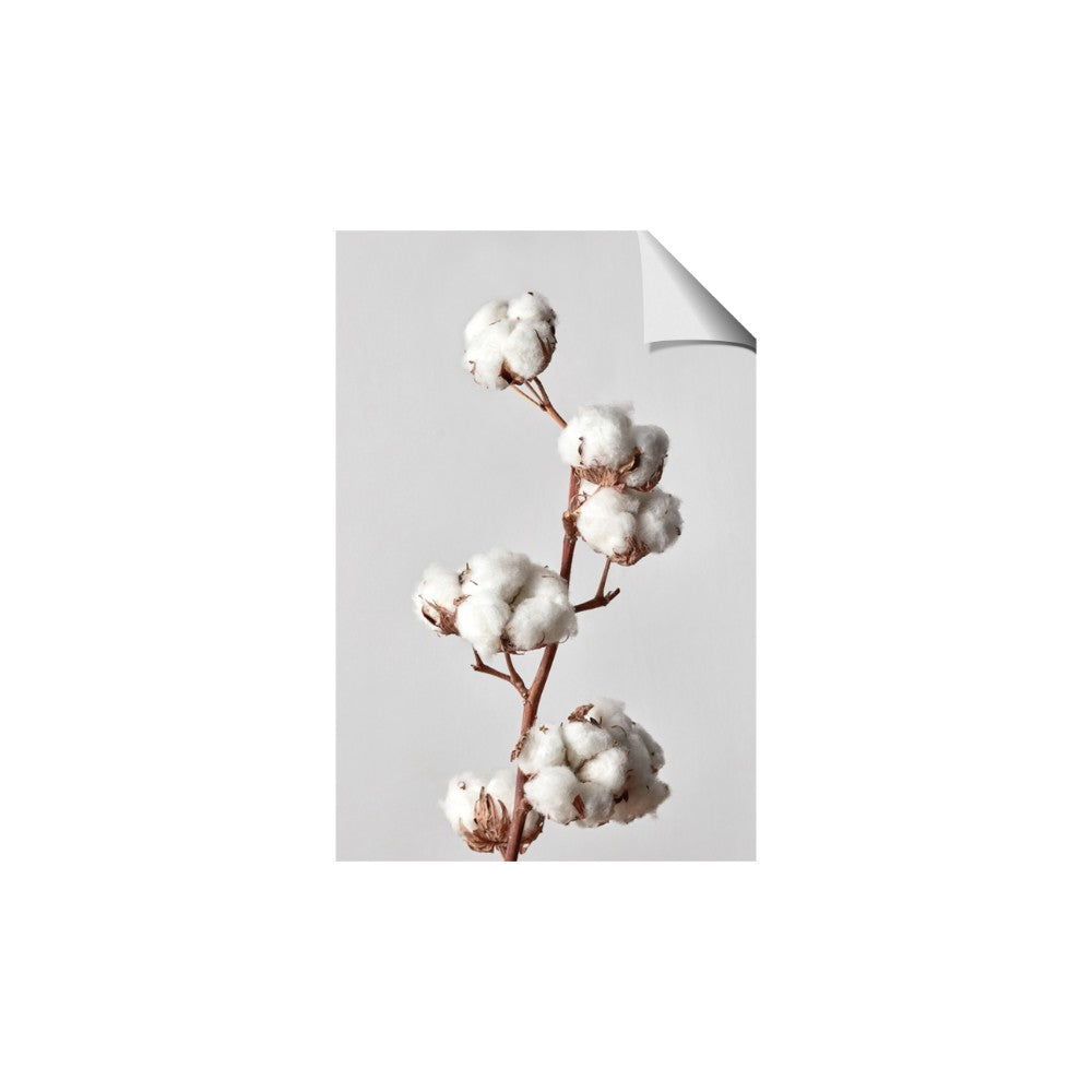 Cotton 