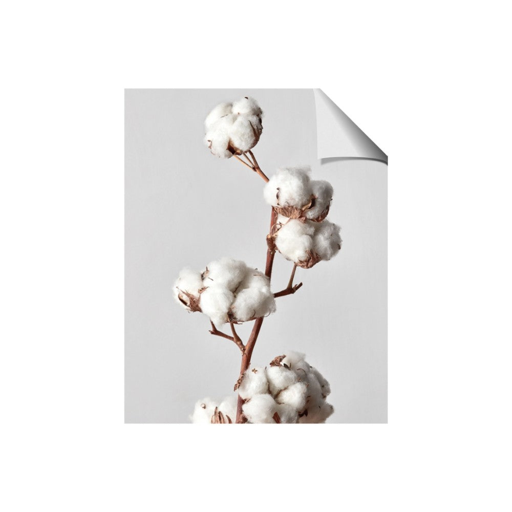 Cotton 